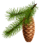 pinecone graphic