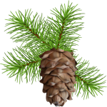 pinecone graphic