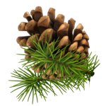 pinecone graphic