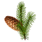 pinecone graphic